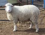 Sheep Trax Lexy 298L